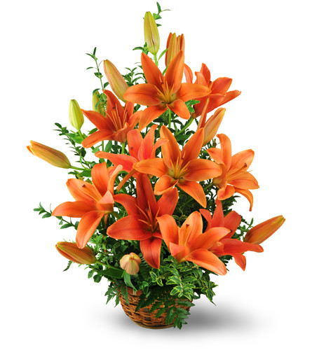 Asiatic Lily Basket - Deluxe. An arrangement by Avenue Flowers and Gifts. Vibrant orange lilies and oregonia are arranged in a reusable wicker...
