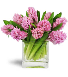 Sweet Pink Hyacinth™. An arrangement by Avenue Flowers and Gifts. Sweet Pink Hyacinth™. An arrangement by Avenue Flowers and Gifts.