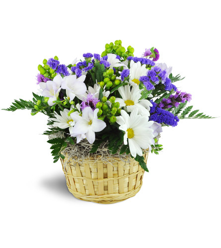 Sweet Freesia Basket™. An arrangement by Avenue Flowers and Gifts. Freesia, white daisies, purple liatris, and more are arranged in a wicker basket..