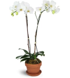 Magnificent Orchids™. An arrangement by Avenue Flowers and Gifts. Magnificent Orchids™. An arrangement by Avenue Flowers and Gifts.