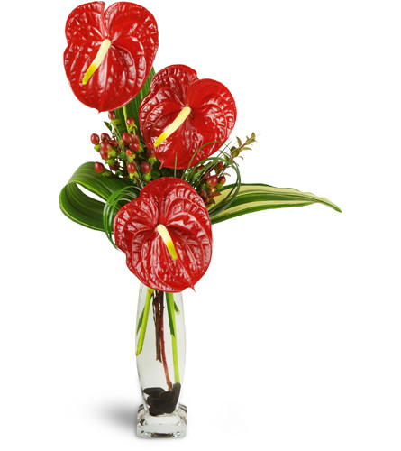 Elegant Red Anthurium™. An arrangement by Avenue Flowers and Gifts. Three tall anthurium flowers are festively arranged with hypericum berries,...