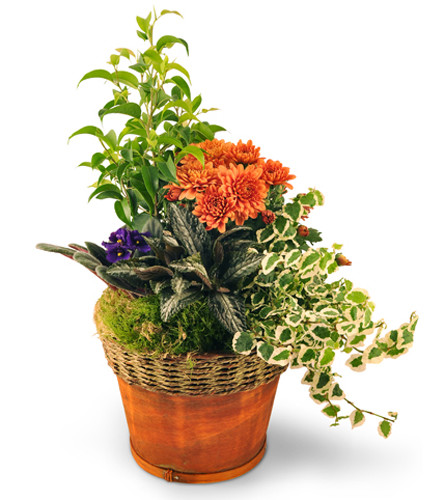 Blooming Dish Garden. An arrangement by Avenue Flowers and Gifts. Two tropical plants and two blooming plants are beautifully arranged in a...