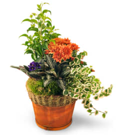 Blooming Dish Garden. An arrangement by Avenue Flowers and Gifts. Blooming Dish Garden. An arrangement by Avenue Flowers and Gifts.