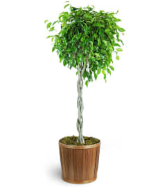 Braided Ficus Tree. An arrangement by Avenue Flowers and Gifts.