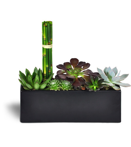 Succulent Zen Oasis™. An arrangement by Avenue Flowers and Gifts. Gift them five succulent plants arranged in a black ceramic dish and finished...
