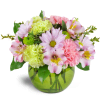 The Spring Forward Bouquet™ - Standard. An arrangement by Avenue Flowers and Gifts. Pastel pink and green carnations, daisies, alstroemeria, and...