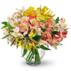 Perfect Peruvian Lilies - Standard. An arrangement by Avenue Flowers and Gifts. Bountiful stems of yellow, white, and red alstroemeria mingle in a...