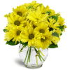 Daisy Dreams™ - Premium. An arrangement by Avenue Flowers and Gifts.