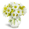 Perfectly Pleasing™ - Standard. An arrangement by Avenue Flowers and Gifts. White daisies and golden solidago flowers are beautifully arranged in...
