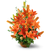 Asiatic Lily Basket - Premium. An arrangement by Avenue Flowers and Gifts. Vibrant orange lilies and oregonia are arranged in a reusable wicker...